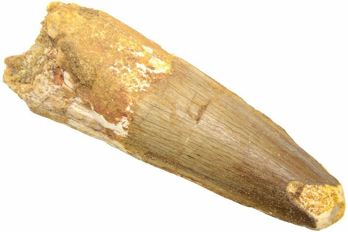 Fossil Spinosaurus Tooth - Real Dinosaur Tooth #214348